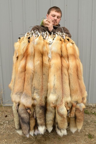 Tanned red fox winter - fox,,