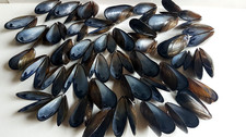 38 Whole & 4 Halves Scottish Mussels Shells Varied Sizes & 12 With Imperfections