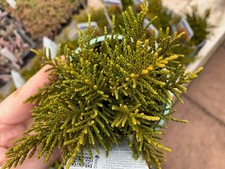 Hebe ochracea 'James