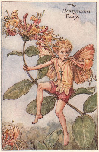 Honeysuckle fairy cicely - fairy, by