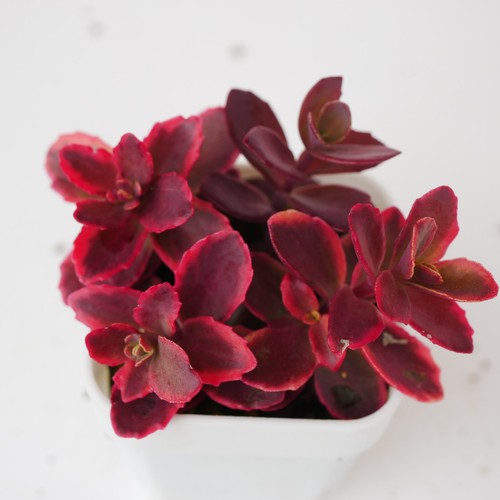 Sedum sunsparkler wildfire - sunsparkler, 'wildfire