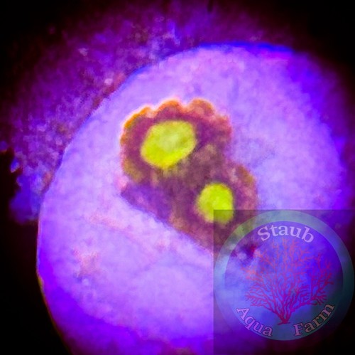 Saf king midas zoanthid - zoanthid, coral