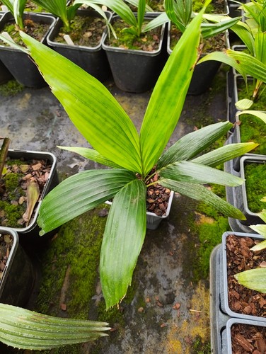 Ptychosperma elegans 11 cm - elegans,
