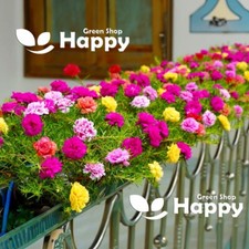 MOSS ROSE LONGBLOOM DOUBLE MIXED - 2000 SEEDS - Portulaca grandiflora - FLOWER