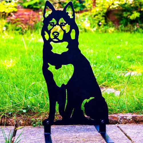Husky malamute dog - malamute, garden