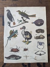 Antique c1815 Natural History