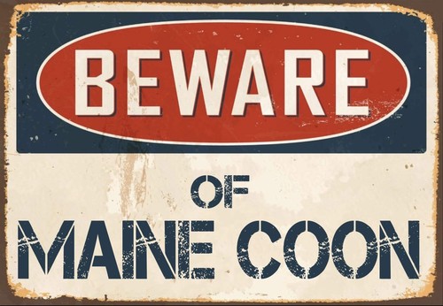 Beware maine coon metal - maine,