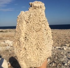 Fossil brain coral authentic - fossil,