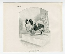 JAPANESE CHIN  DOG LOVELY  LITTLE ANTIQUE 1900 DOG ART PRINT