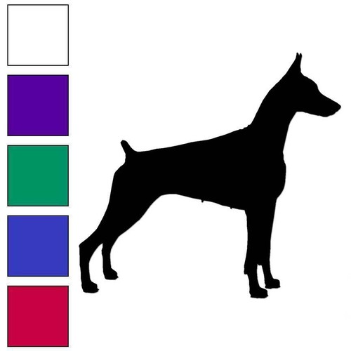 German pinscher doberman - german,