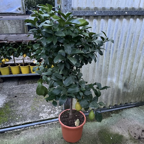 Citrus lemon seasons - 4, 120cm