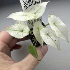 Alocasia Simpo Full Mint