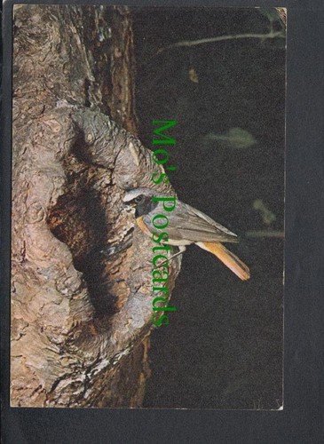 Birds postcard common - postcard,