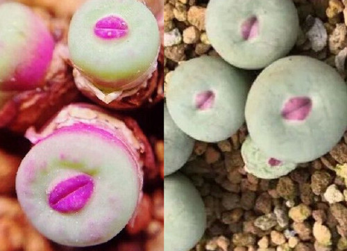 Seeds conophytum pageae - 10,