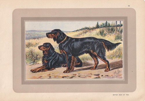 1931 gordon setter dog - dog,
