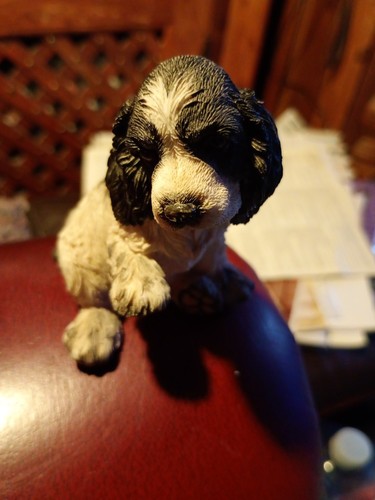 Barkers cocker spaniel puppy - cocker,