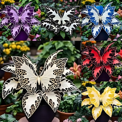 500 butterfly geranium seeds - butterfly,