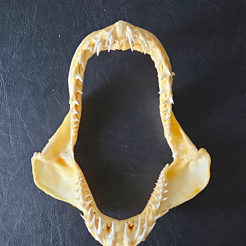 Mako shark jaw - mako,