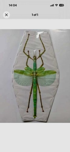Eurycnema versirubra giant - eurycnema,