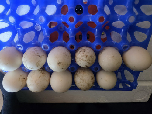 Fertile duck hatching - 6+1,