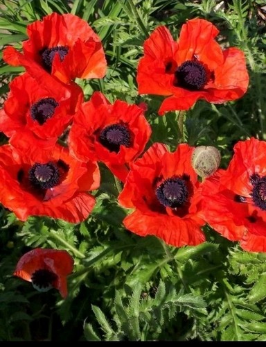 Poppy seeds large - poppy,