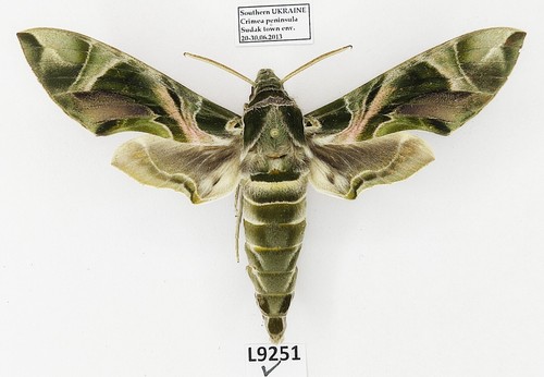 Sphingidae daphnis nerii - sphingidae,,