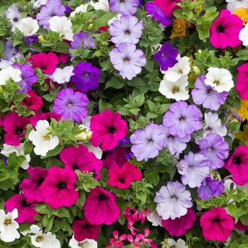 2000 seeds trailing petunia - trailing,