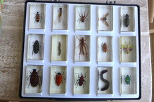Real Life Bugs and Insects Collectible- Volume 1 To 10 plus 15 bugs in One Case