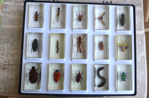 Real life bugs - real, and