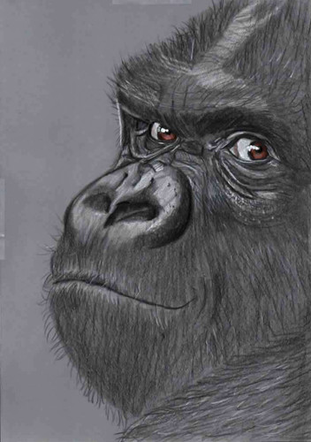 Original coloured pencil