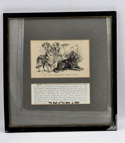 Antique framed print dog - 4,