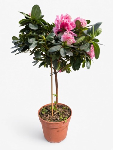 Standard pink azalea - standard, |