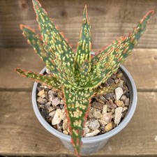 Aloe Christmas Carole 9cm Succulent  Excellent Gift Idea!