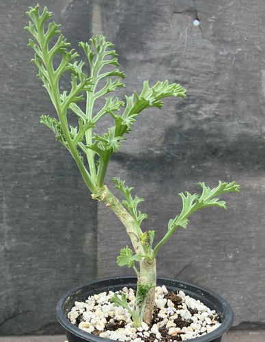 Pelargonium carnosum caudex - carnosum,