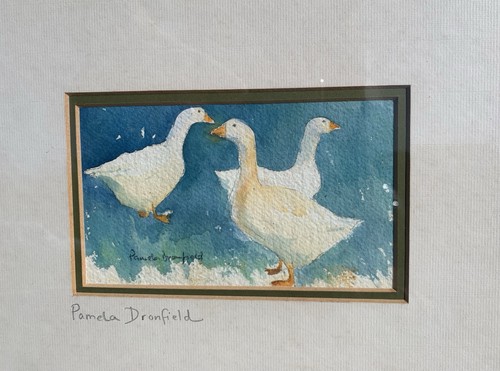 Superb pamela dronfield - a,