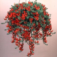 Lotus plug plants parrot - lotus,