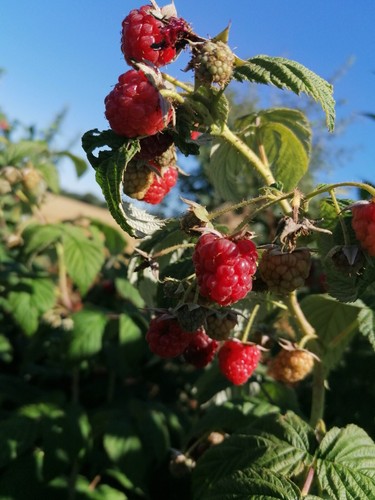 Mixed red raspberry canes - red,
