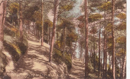 Minehead somerset pine - somerset,