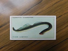 Hignett Bros 1925 Life in Pond & Stream #11 River Lamprey 
