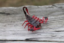 Red Black Scorpion Glass