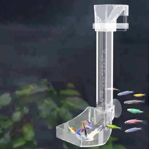 Shrimp fish feeding food - shrimp,