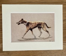 Lurcher Dog Print By Cecil