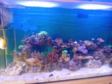 Aqua One 250L fish tank
