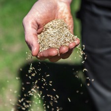 Grass Seed, Hard-Wearing Multi-Purpose Mix, Family Lawns, Tough Turf, 1kg Bag