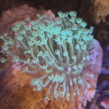 Toadstool Leather Coral