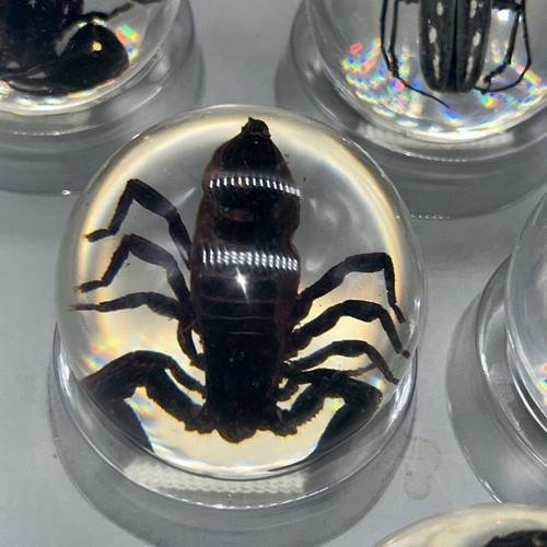 Entomology taxidermy - entomology,