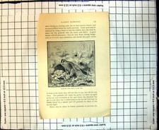 Original Old Antique Print Rabbit Hawking Goshawk With Rabbit In Her Foot