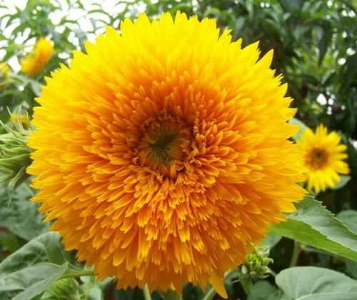 Seeds sunflower sungold - seeds,