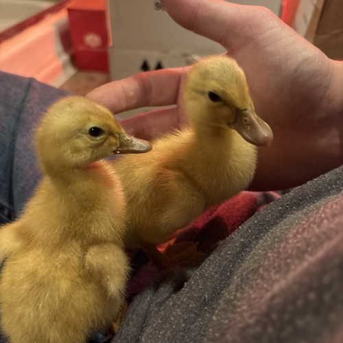 Saxony duck hatching eggs - duck,