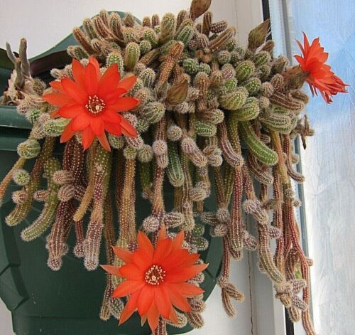 Cactus with orange - with, flowers